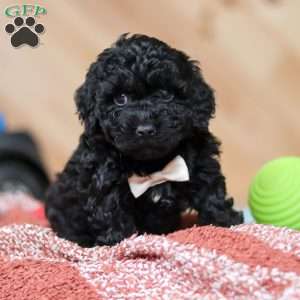 Riggins, Mini Bernedoodle Puppy